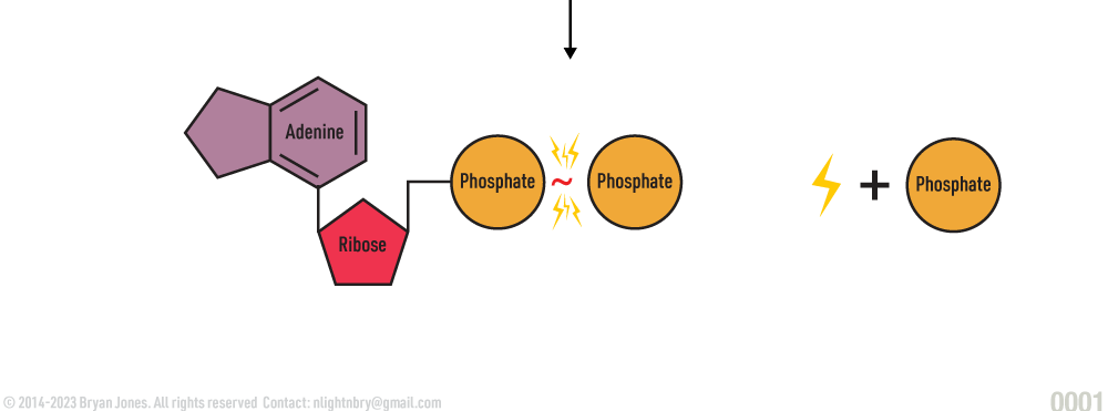 ATP Hydrolysis of Phosphate Bonds