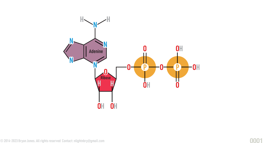 Structural Formula of ATP Adenosine Diphosphate