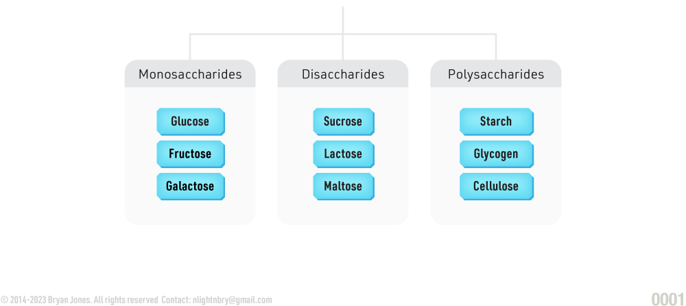 Types of carbohydrates