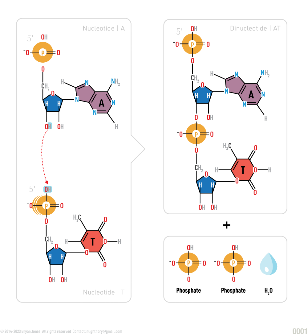 A condensation reaction links nucleotides