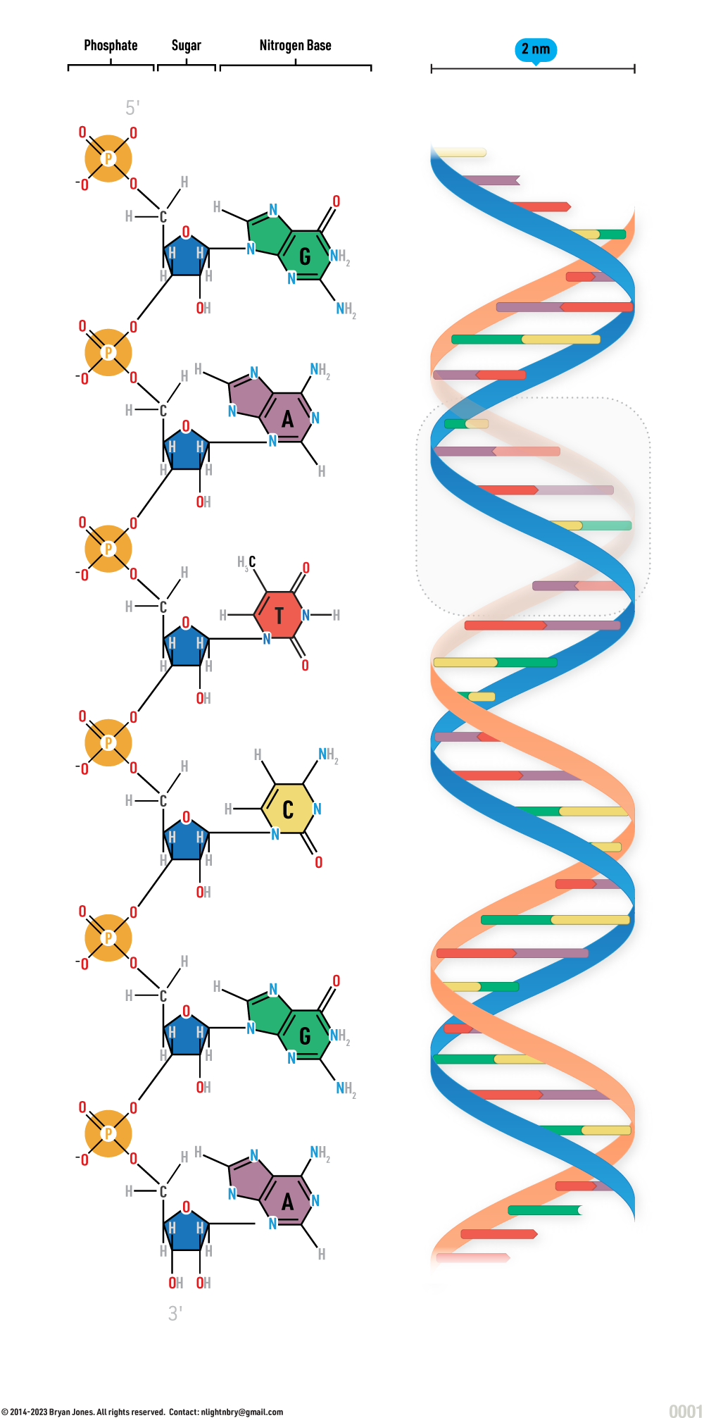 DNA Structure Formula unwound