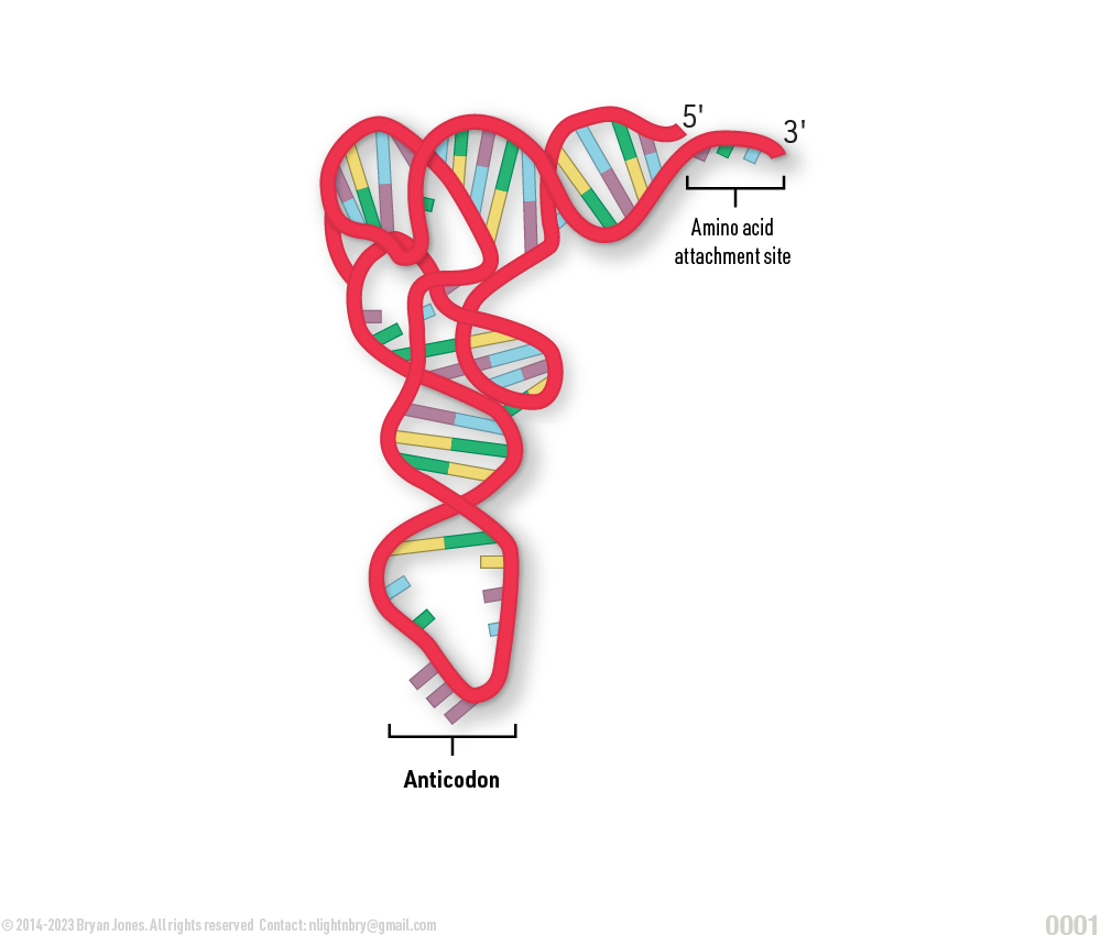 Nucleic Acid tRNA structure 