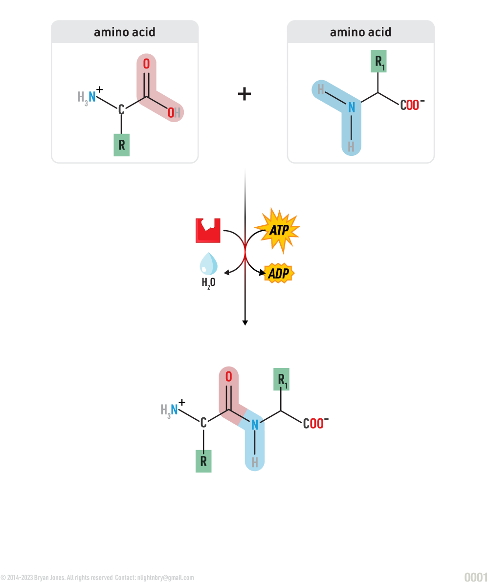 Protein-Peptide-Formation