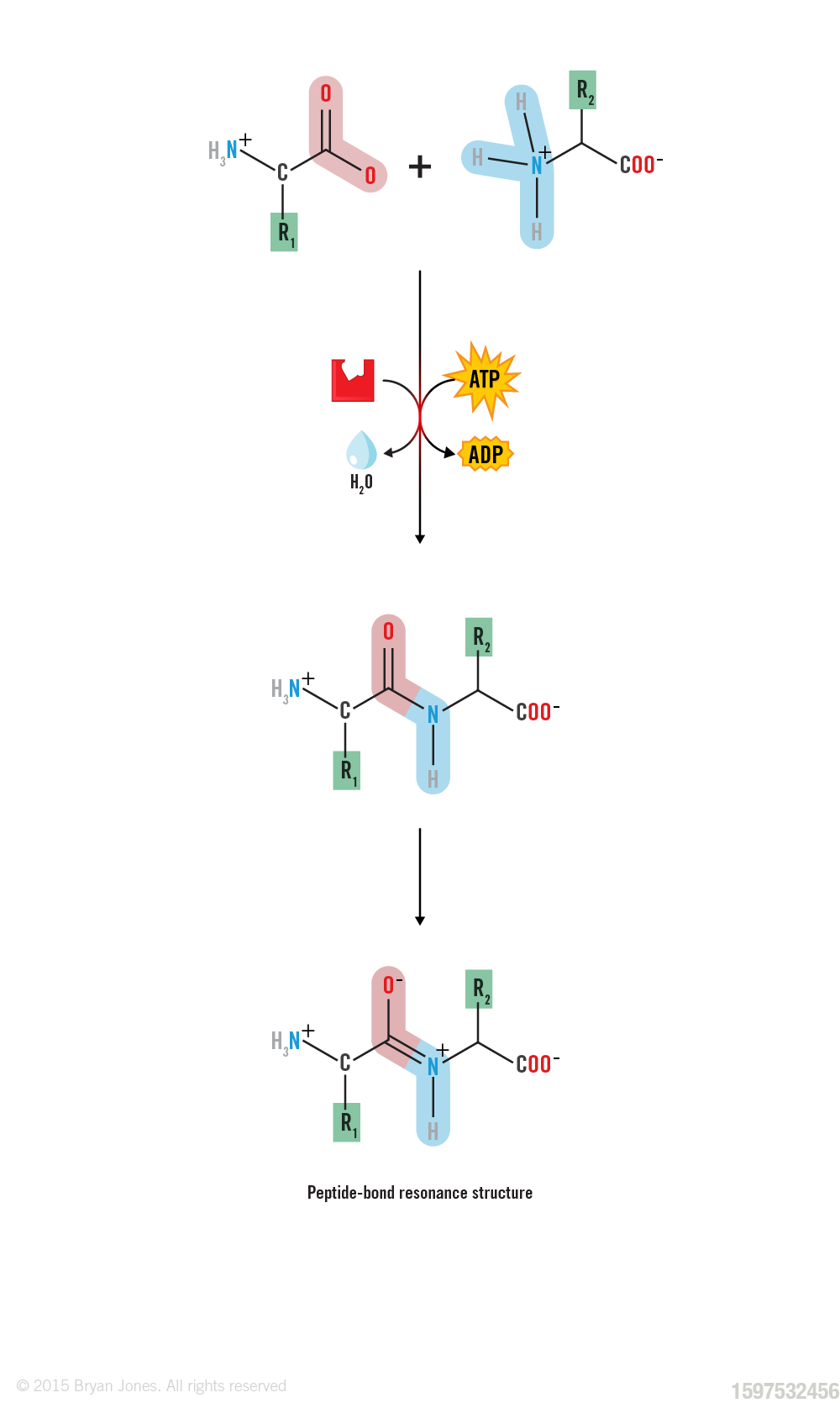 Protein Peptide Formation with Resonance Structure