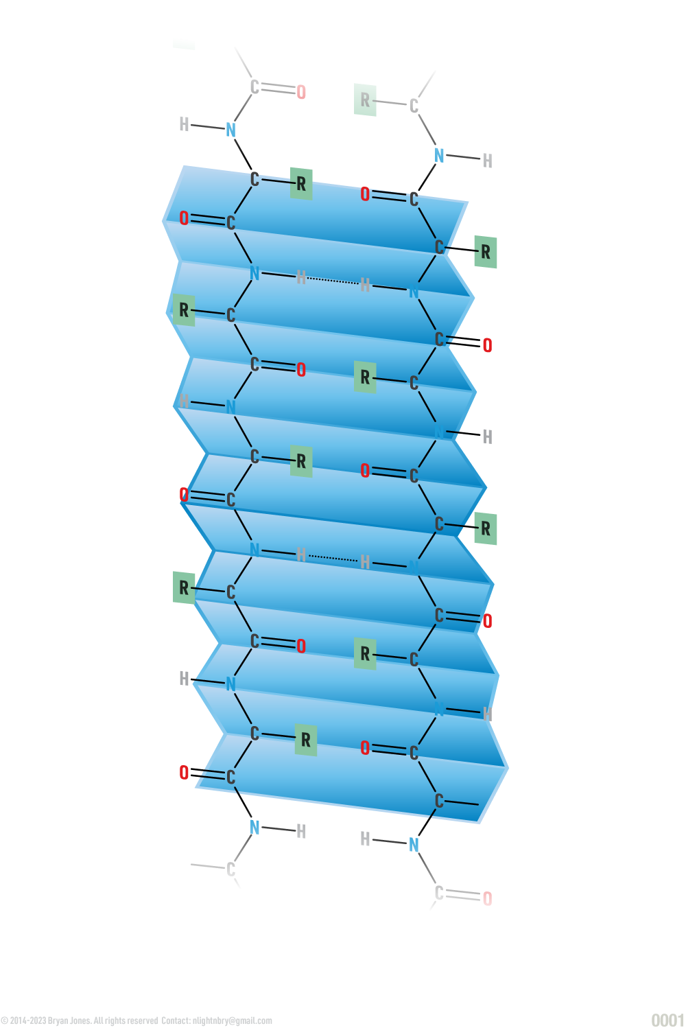 Protein Secondary Structures Pleated Sheets Diagram image