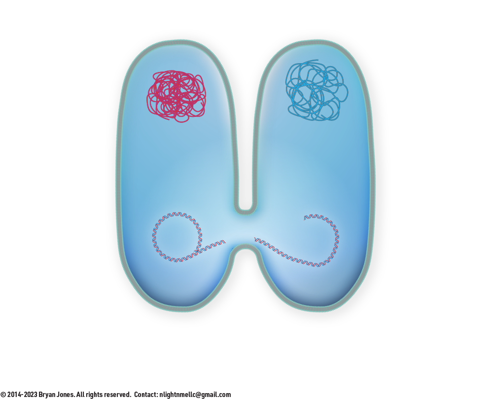 Conjugation step 4