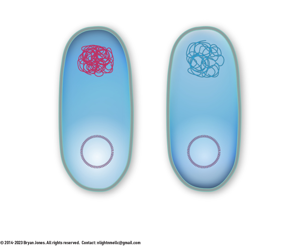 Conjugation step 5