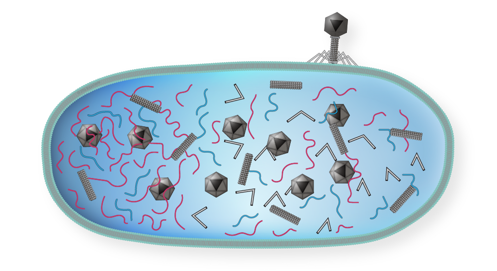 Generalized Transduction step 4